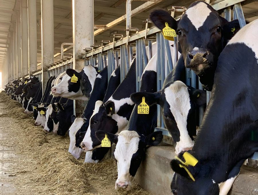 Cattle at a feed rail inside a barn